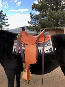 Queenie in her new saddle